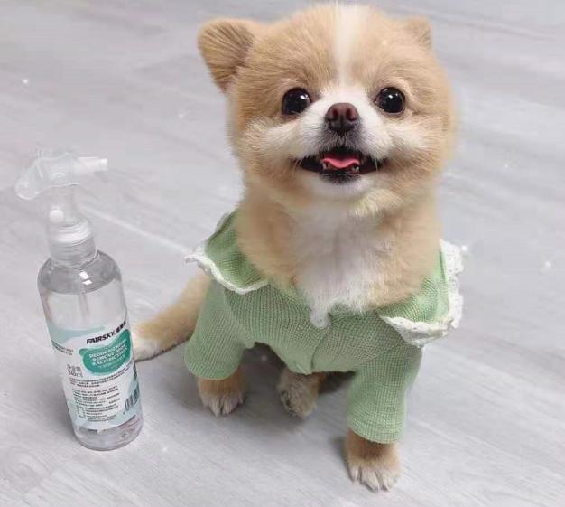 夏季宠物除臭去味用什么,宠物身上异味如何解决