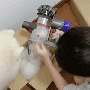 为抢玩具狗子跳起电臀舞！这么搞笑的屁屁可以看一年