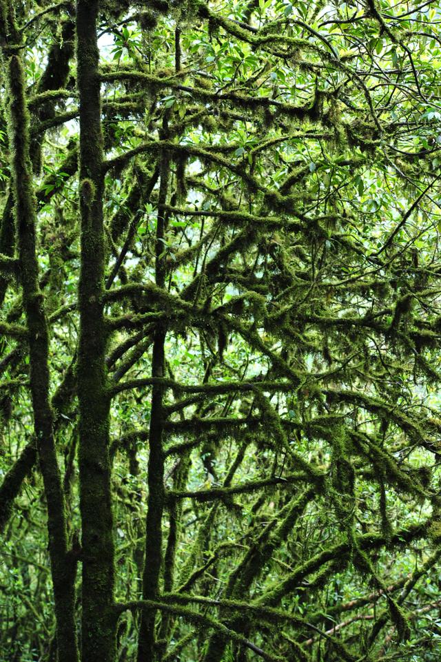 吃毒菇、睡蛇窝,只为挖一堆草,这个重庆博士要做当代神农