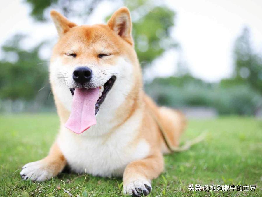 狗狗高烧40度怎么降温,夏天到了这7种狗狗最怕热了