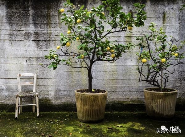 柠檬树装饰材料,柠檬树家居用品