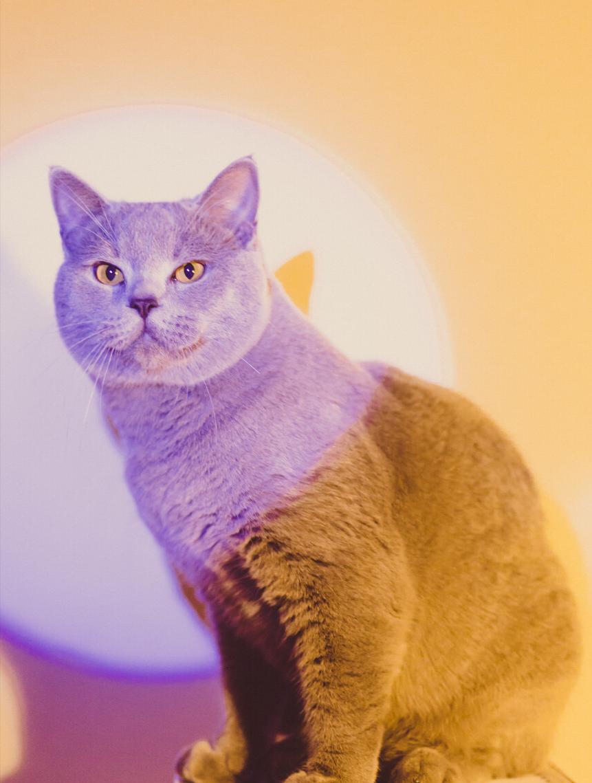 全网推荐好玩又便宜的猫咪玩具,最便宜又实用的猫玩具