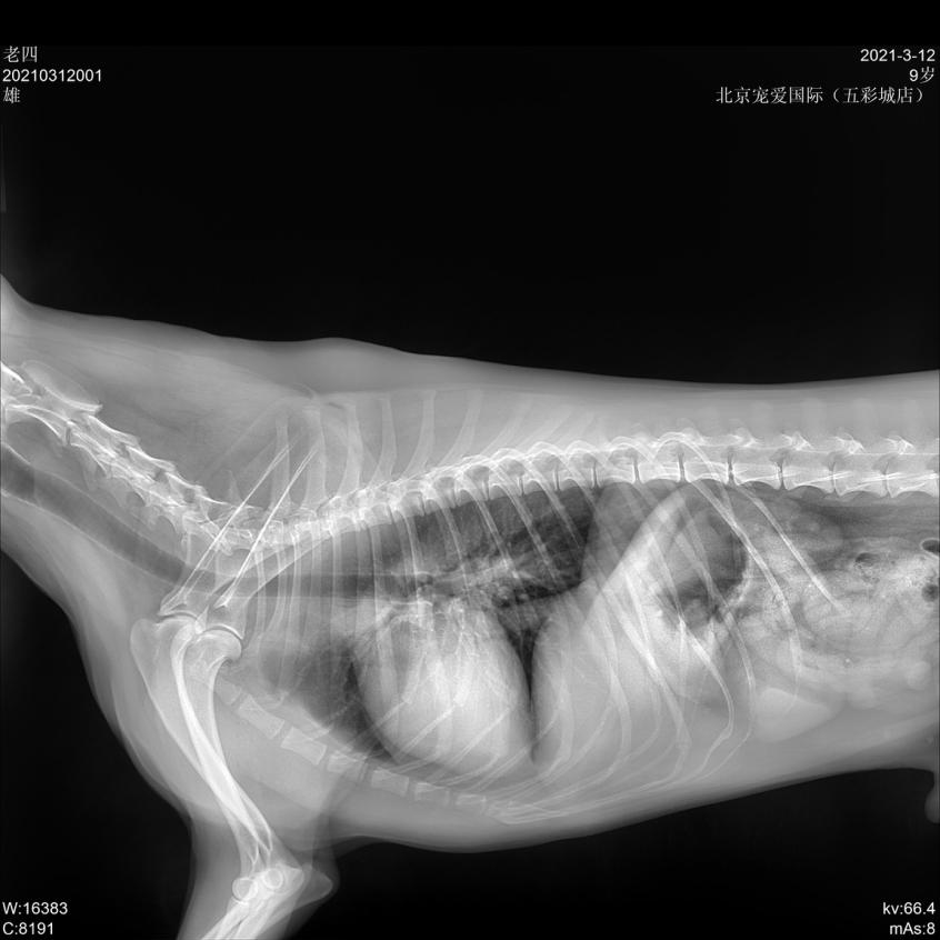 狗狗肚脐鼓包长大后能自愈吗,狗会阴疝复发咋办