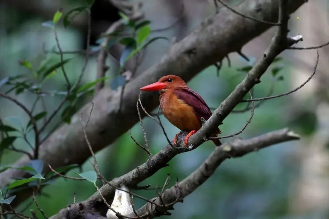 野外拍鸟用什么器材,拍鸟器材最佳配置