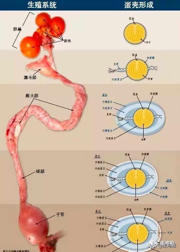 蛋壳是如何形成的？破蛋、软蛋多是咋回事？