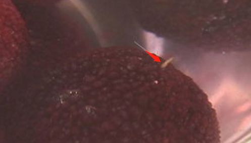 青菜上的虫卵吃了会怎样,一桌食物吃出虫子