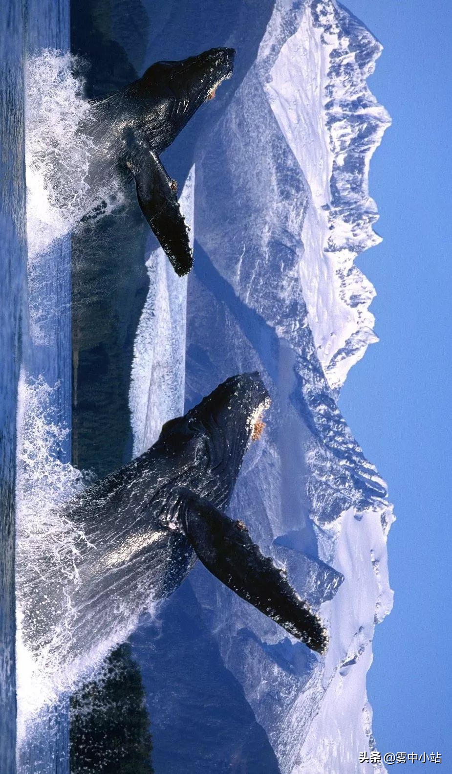 最便宜阿拉斯加多少钱,最便宜又大的阿拉斯加