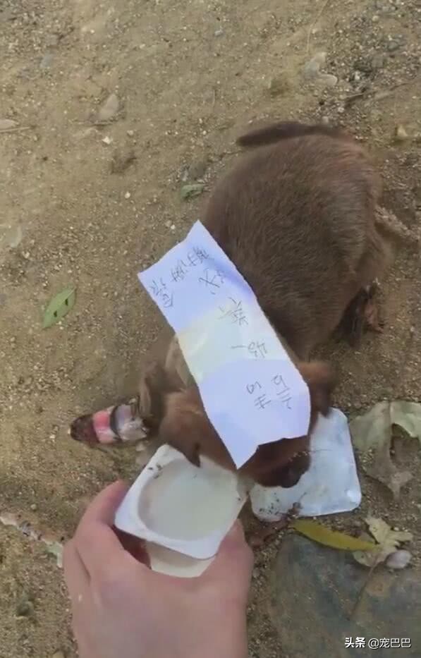 小狗腿骨折一碰它就咬,小狗腿受伤了吃东西吐