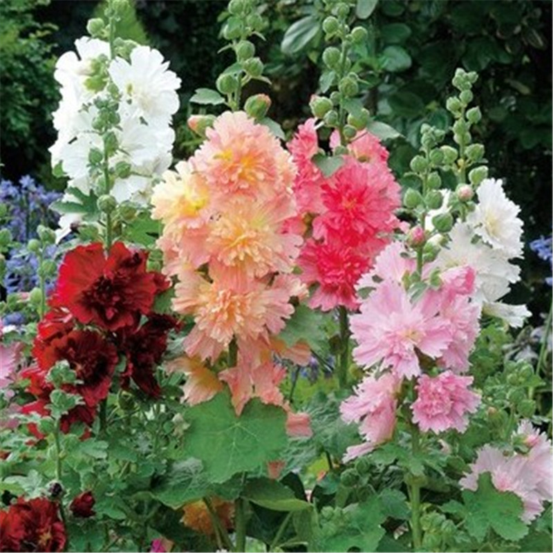 蜀葵是什么植物,蜀葵习性