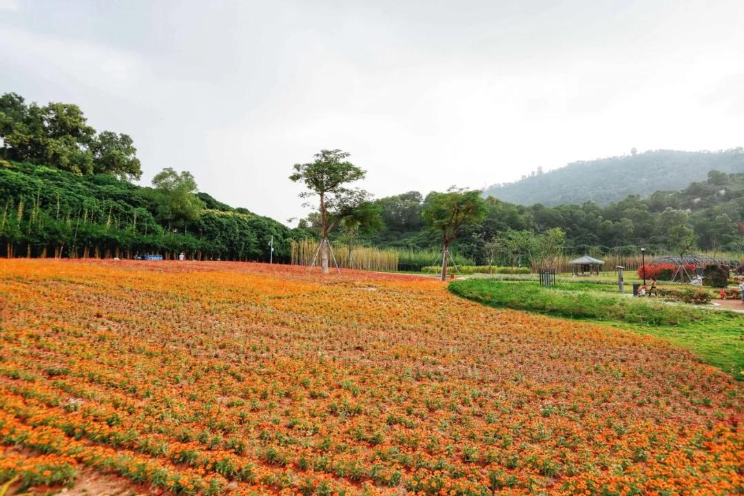 簕竹杜鹃谷公园,好看的杜鹃谷公园