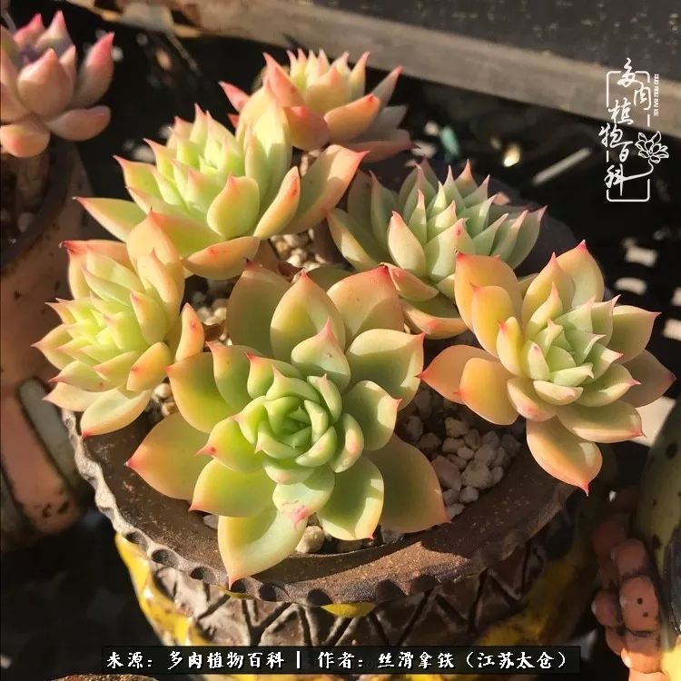 秋叶将落,秋叶即将落下你依然美丽