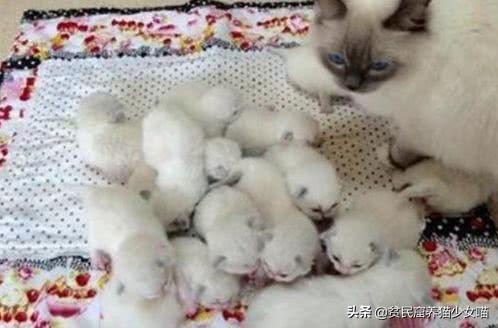 猫咪刚生下来不洗澡容易得猫癣吗,怎么避免刚出生猫咪得猫癣