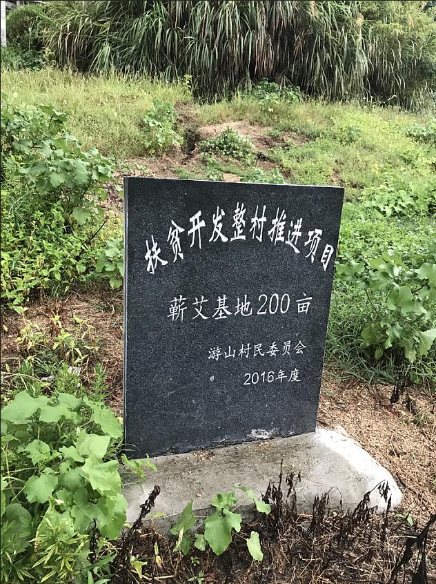 蕲艾艾草适合在北方种植吗,九尖蕲艾艾草种植基地