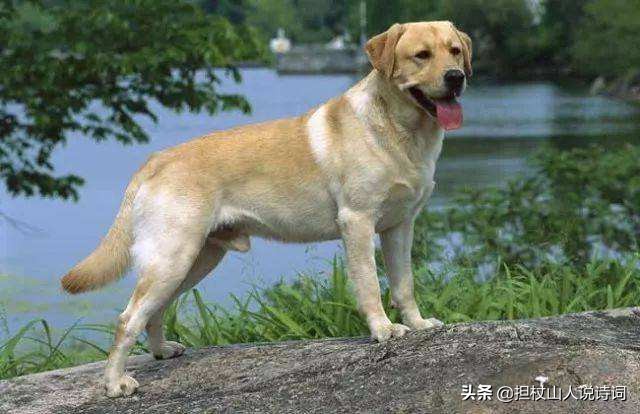 土狗尾巴朝上好不好,土狗尾巴向右卷有什么说法