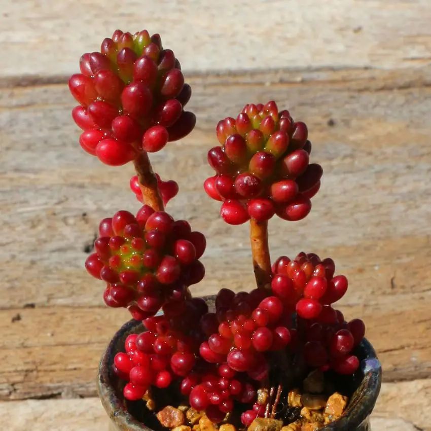 颗颗饱满的果实,颗颗饱满黄金果