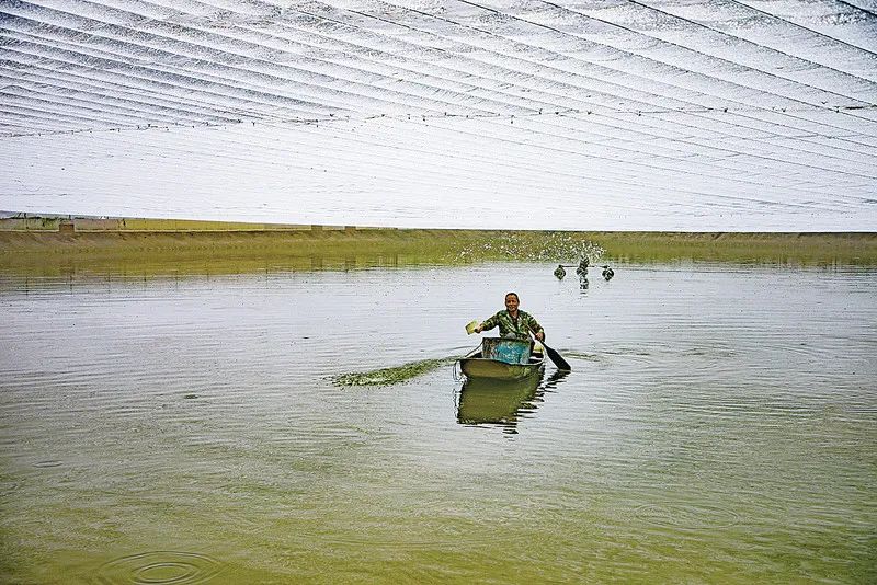 果园养鸡循环农业,农场生态循环养殖