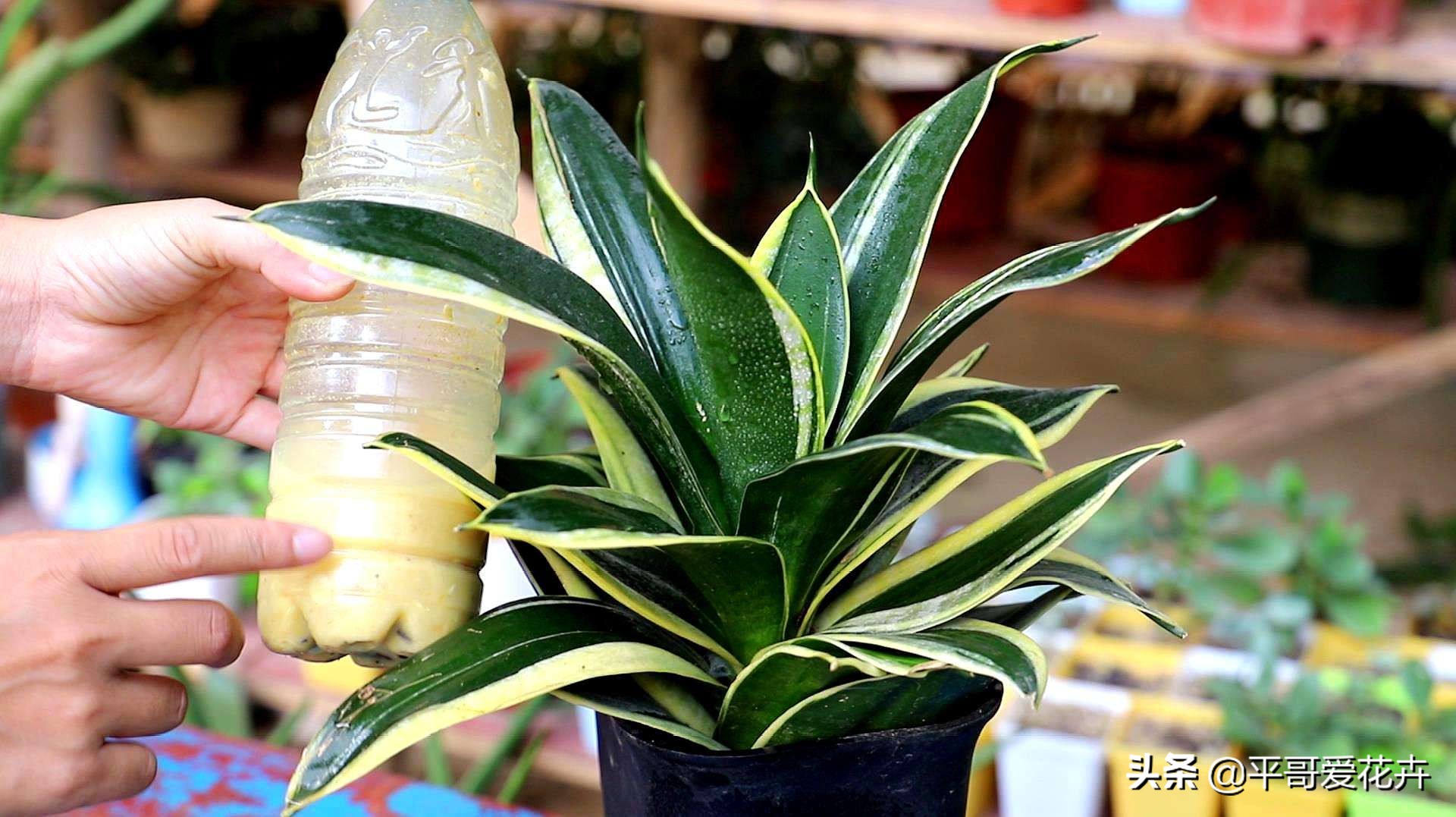 吸甲醛最好的3种花,什么花可以净化空气吸收甲醛