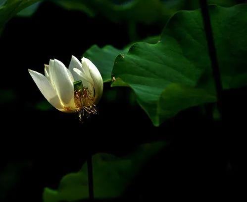 残荷虽败风骨犹存文案,残荷虽败能听雨