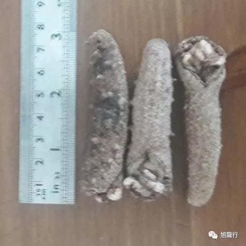 秋风起秋膘贴,秋风起贴秋膘喝羊汤