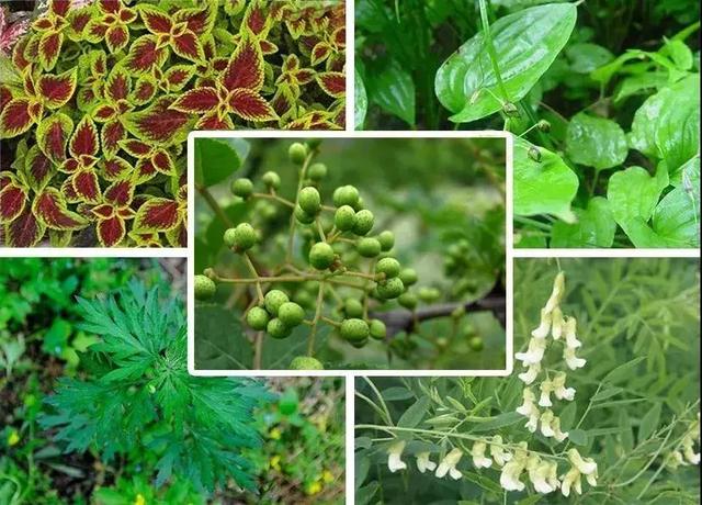 床上螨虫成窝,家里老人小孩老过敏,教你1个土法子,让螨虫消失