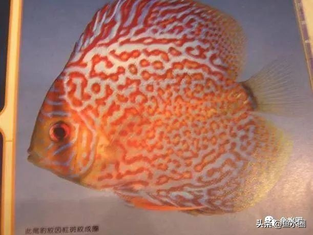 七彩神仙最好看的品种,七彩神仙多大分品种