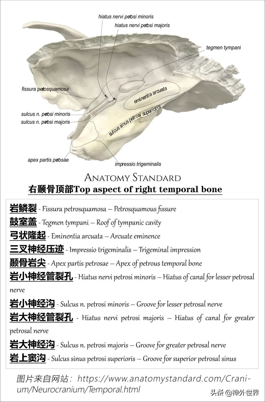颞骨解剖,颞肌解剖讲解
