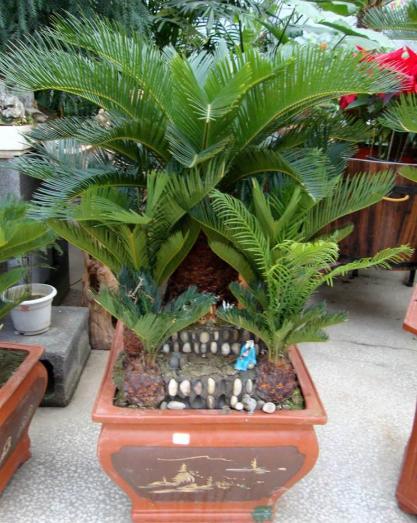 铁树怎么能长得茂盛,铁树怎么养大