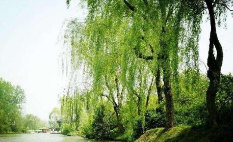 五树进宅人穷家败寓意是什么,五树进宅人穷家败详解