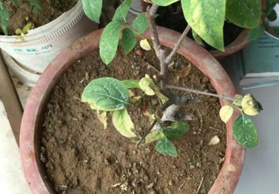 盆栽土太硬挖不动怎么办,盆栽花土板结怎么处理