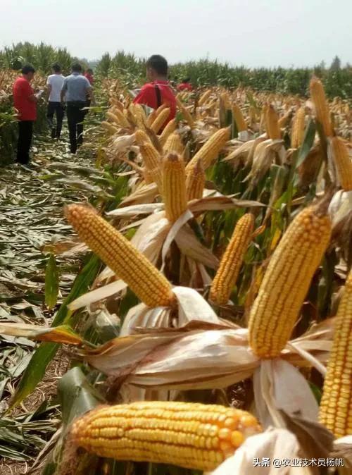 登海玉米种高产栽培技术,登海玉米高产新品种哪个好