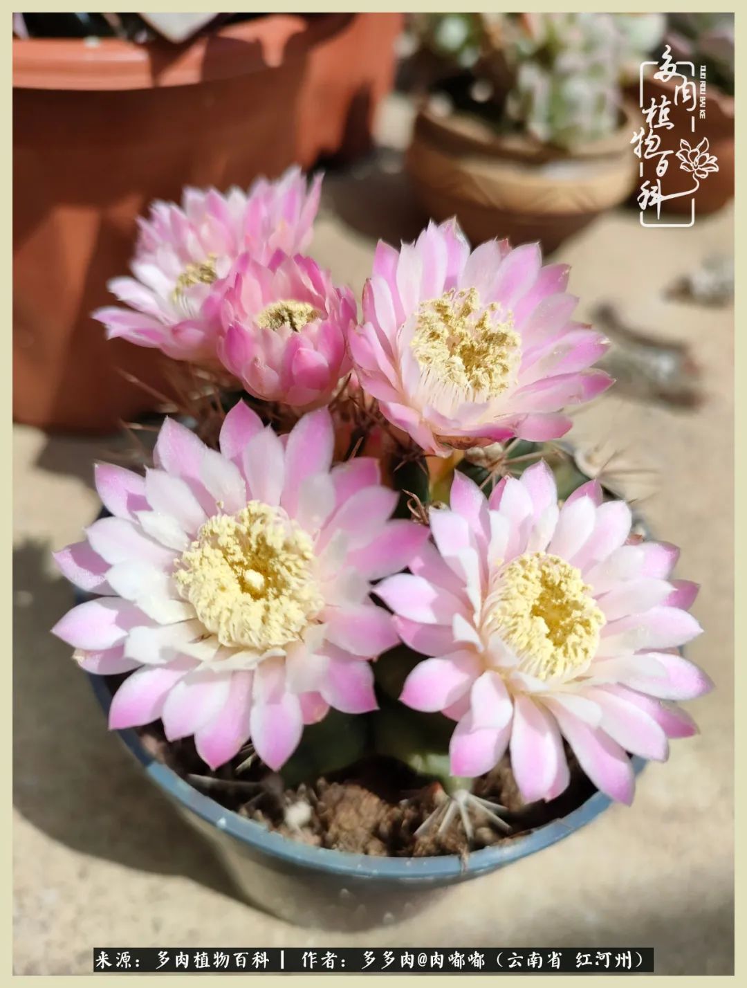 这个春天我们一起去赏花,这个季节我们一起去看花