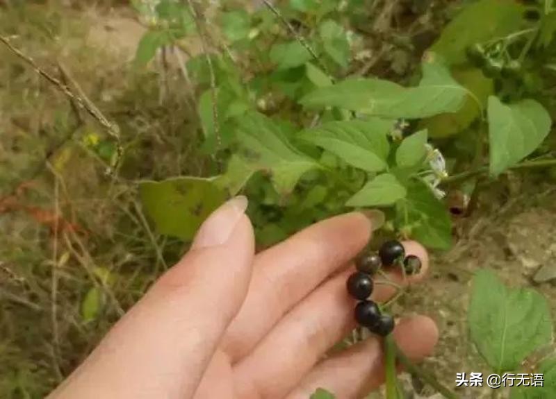 有趣的农村生活食物,农村生活农村娃农村美食
