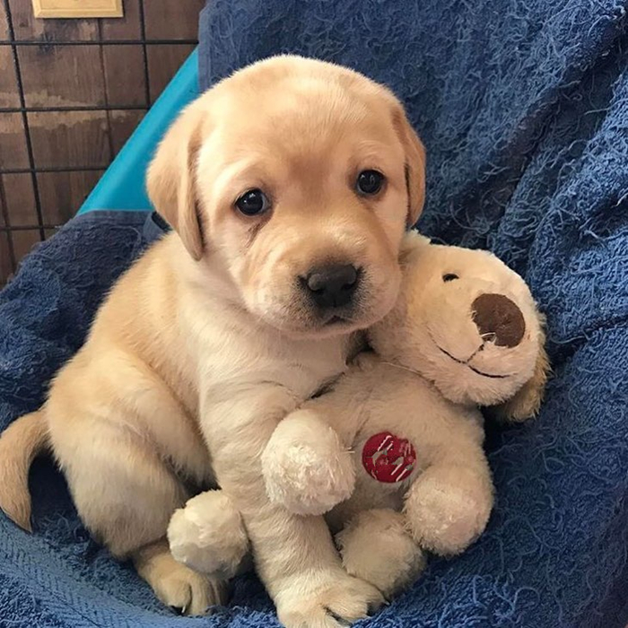 未满月的狗宝宝需要喝水吗,狗宝宝出生多久能吃狗粮