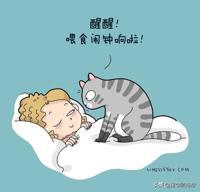 猫主子的日常暹罗猫铲屎官的乐趣,猫吸猫主子的日常