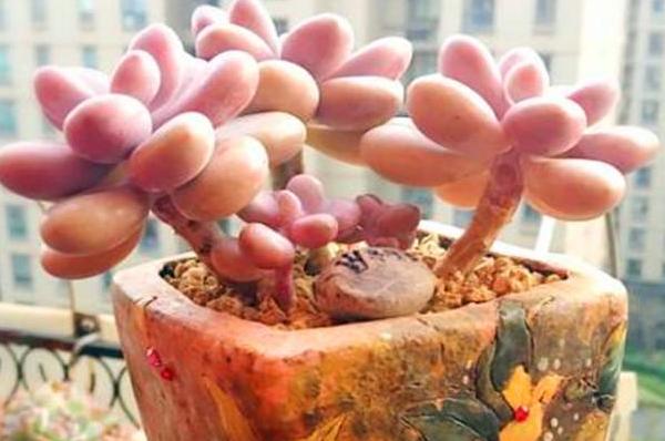 多肉红彤彤,彩色多肉褪色了怎么回事