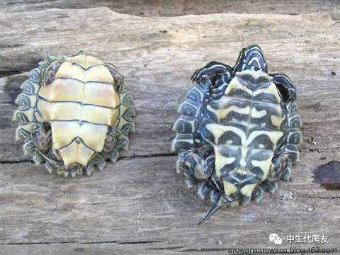 正宗的地图龟,史上最差的地图龟