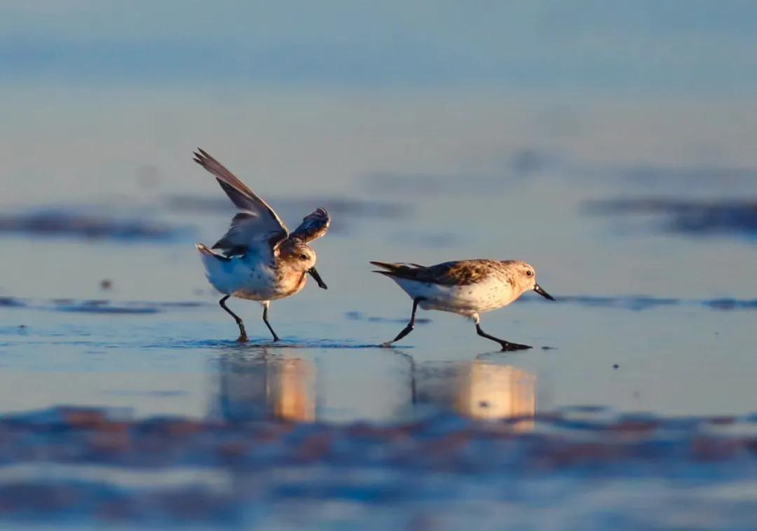 自带饭勺的鸟,自带勺子的小鸟