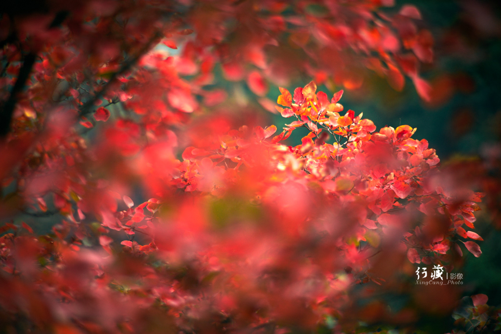红了红了！在甘山的片片红叶中首波感受绚烂的秋天