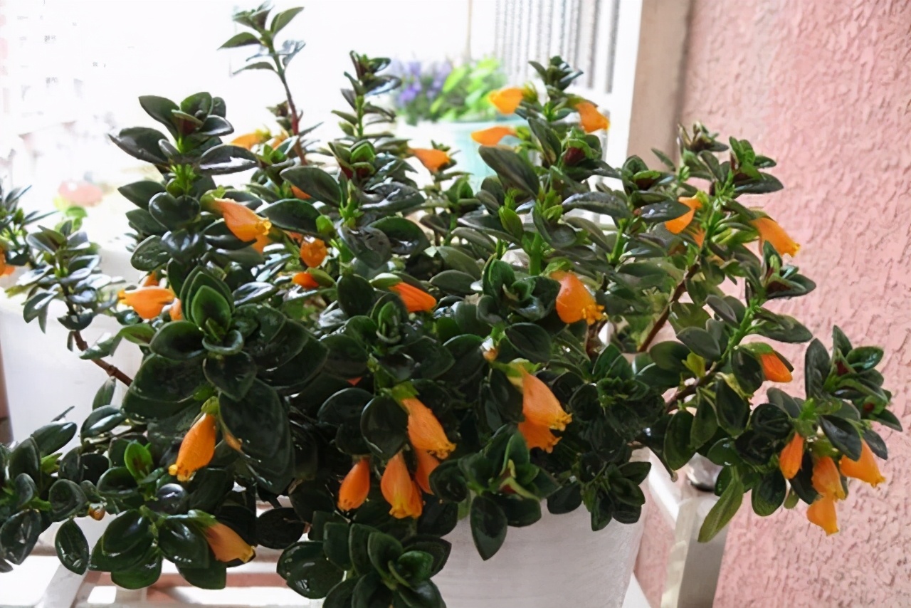 金鱼吊兰发黄最快处理方法,金鱼吊兰的生活习性和养殖方法