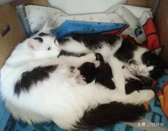 捡到的流浪小猫还能还给猫妈妈呢,从路边捡回来的小猫咪该怎么照顾