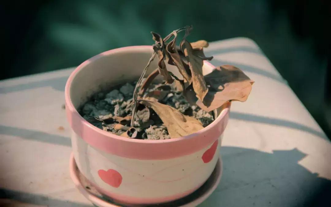 纽约上空蓝光,纽约上空的神秘蓝光