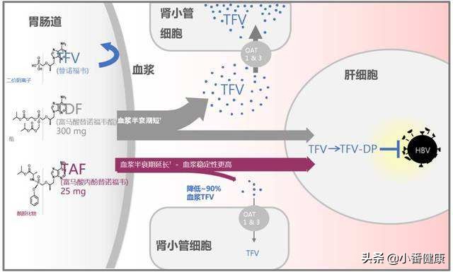 taf替诺福韦进口药和国产药的区别,taf替诺福韦作用原理