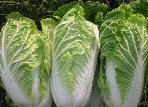 除了猫粮可以给猫吃什么,除了猫粮还有什么可以给猫加营养