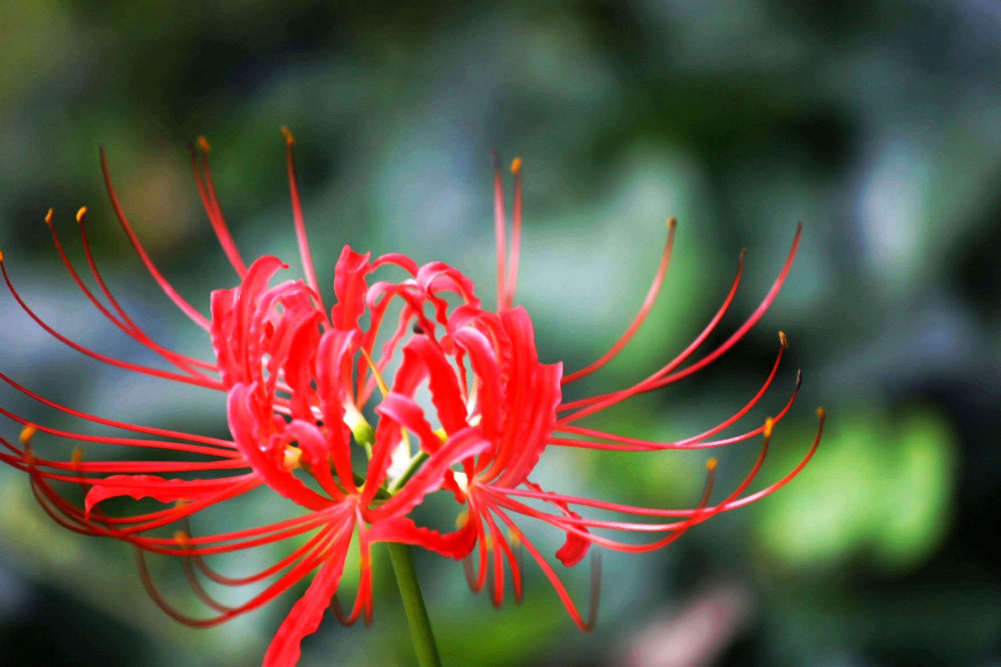 曼珠沙华席慕蓉 (优美散文经典朗诵席慕蓉)