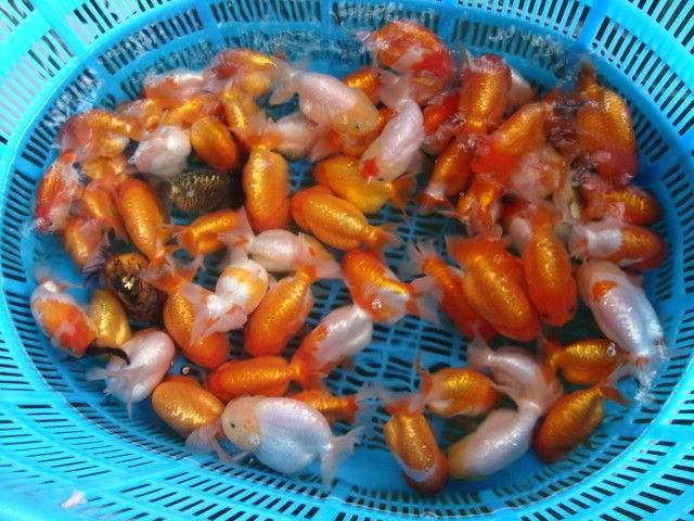 新手买什么观赏鱼最好又便宜,如何购买到高品质的鱼