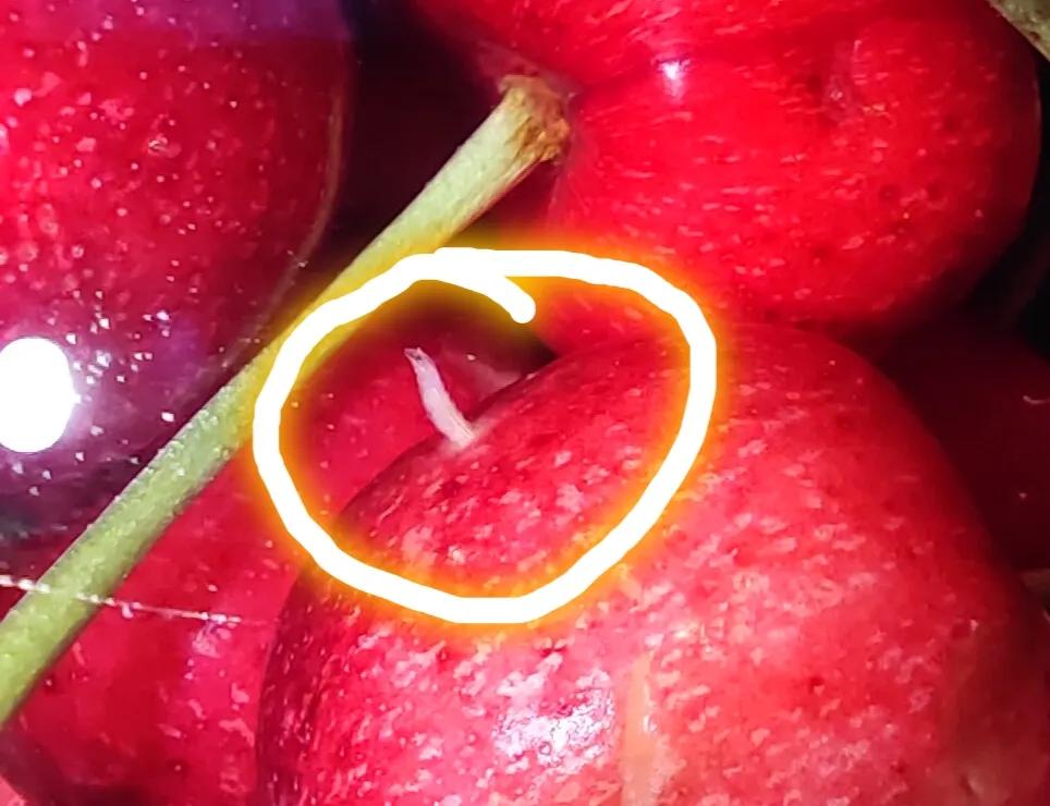 吃了好多樱桃才发现里面有蛆,樱桃里面有蛆误吃了怎么办