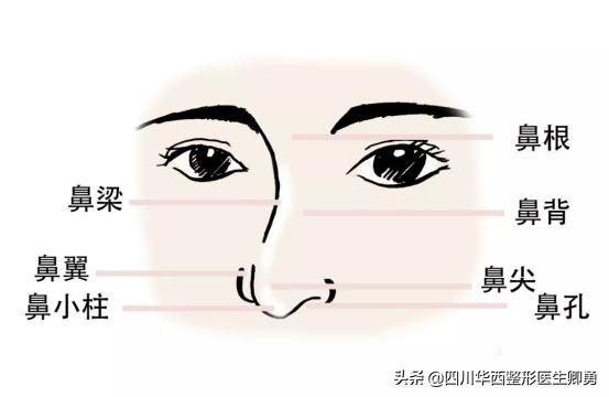 好看的鼻子标准是什么,好看的鼻子显什么脸型