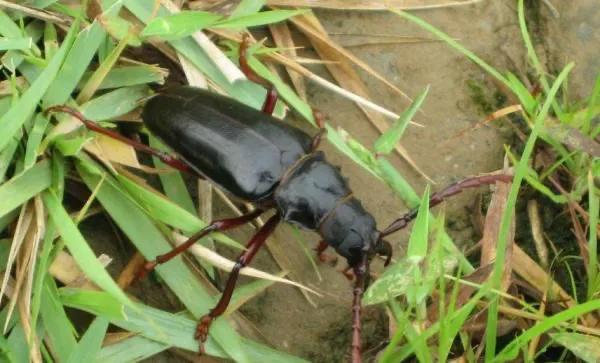 渭北记忆“夹夹”趣事多多