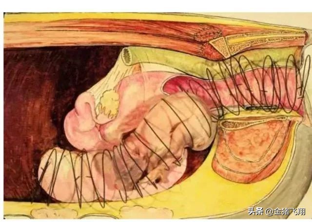 出现母猪饲养难产的几种情况如何解决?「20年老养殖户经验分享」