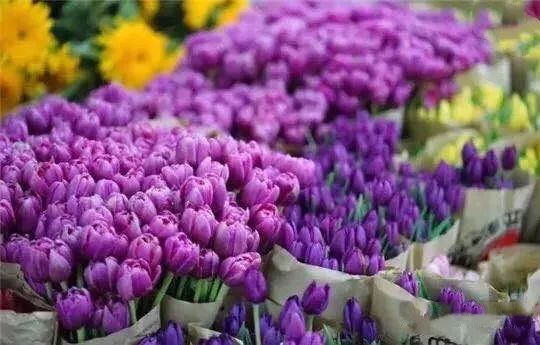 大连买花到哪里,大连网络买花花店